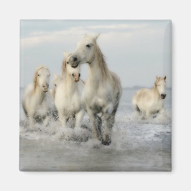 Gallopaje de caballos blancos en un imán de playa (Frente)