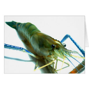 gambas