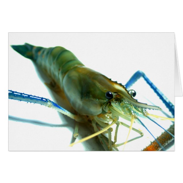 gambas (Anverso (Horizontal))