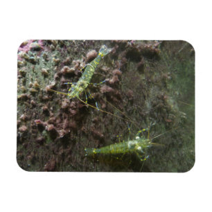 Gambas de 3"x4" de imán