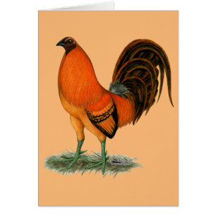 Gamecock Ginger Rooster