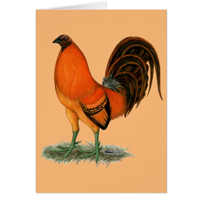 Gamecock Ginger Rooster (Frente)
