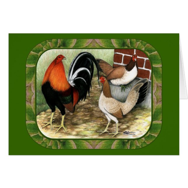 Gamefowl en la granja (Anverso (Horizontal))