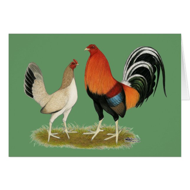 Gamefowl Wheatens (Anverso (Horizontal))