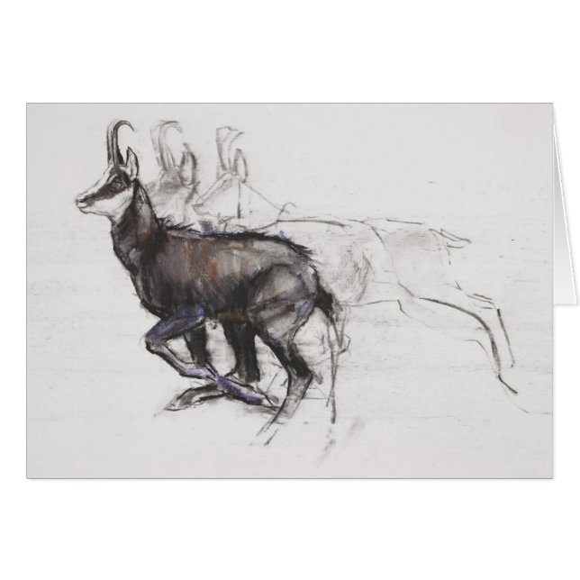 Gamuza corriente (Anverso (Horizontal))