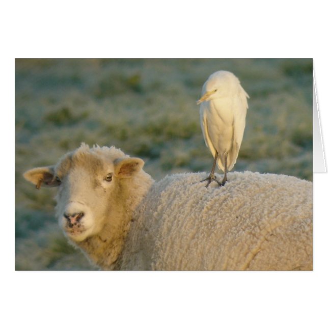 Ganado bovino con tarjeta de oveja (Anverso (Horizontal))