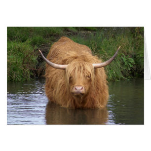 Ganado de la región montañosa