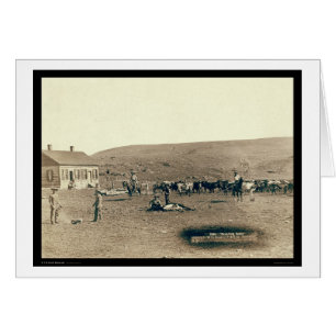 Ganado de marcado en caliente SD 1891