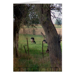 Ganado lechero En Pasto, En Todas Las Ocasiones Sa
