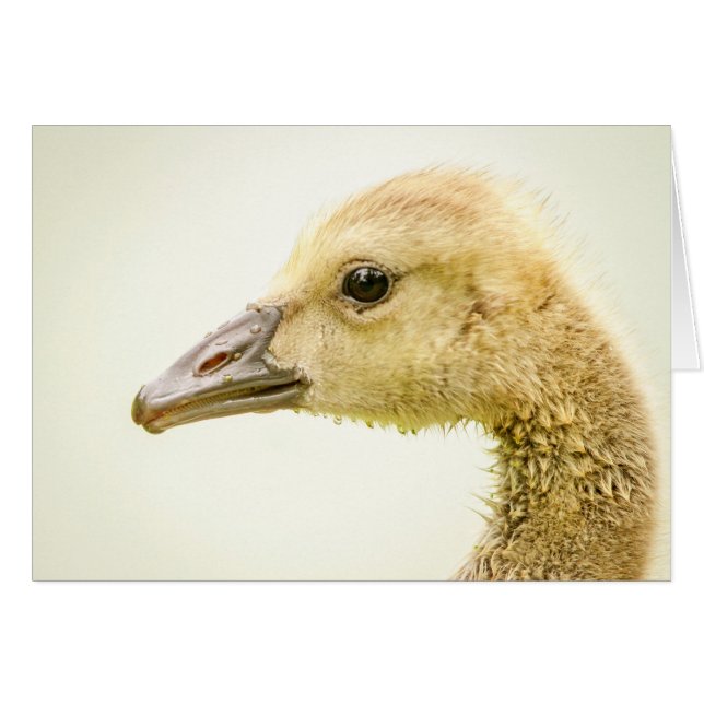 Ganso Canadiense (Gosling) (Anverso (Horizontal))