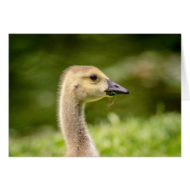Ganso Canadiense (Gosling) (Anverso (Horizontal))