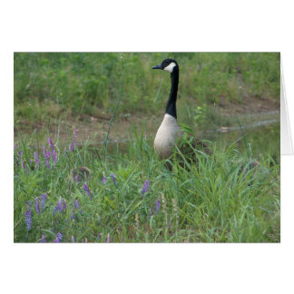 Ganso con los ansarones de ocultación