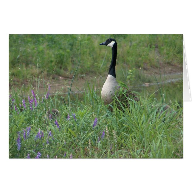 Ganso con los ansarones de ocultación (Anverso (Horizontal))