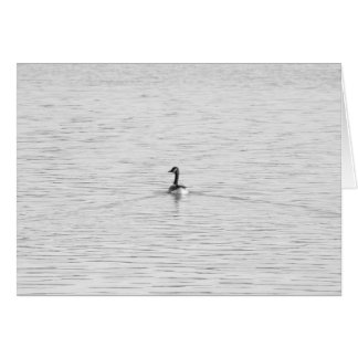 Ganso de la natación