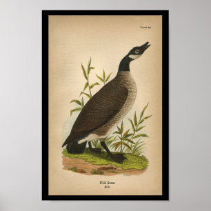 Ganso salvaje 1890 de la impresión del pájaro