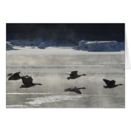 Gansos canadienses B47 sobre el río congelado