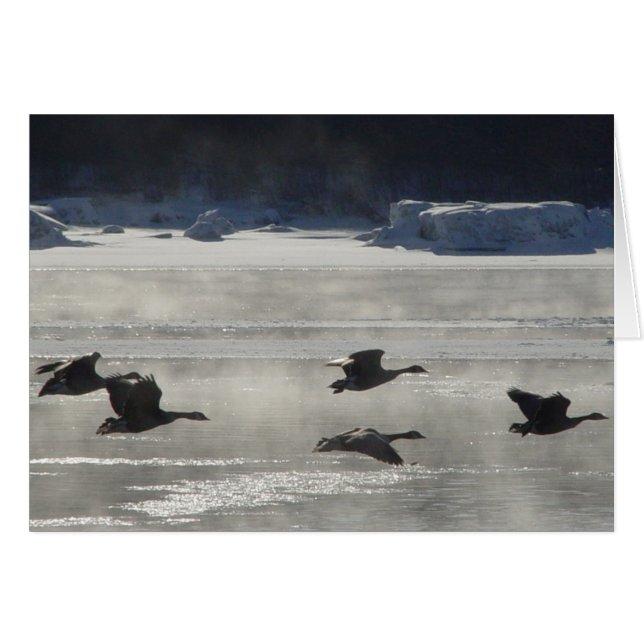 Gansos canadienses B47 sobre el río congelado (Anverso (Horizontal))