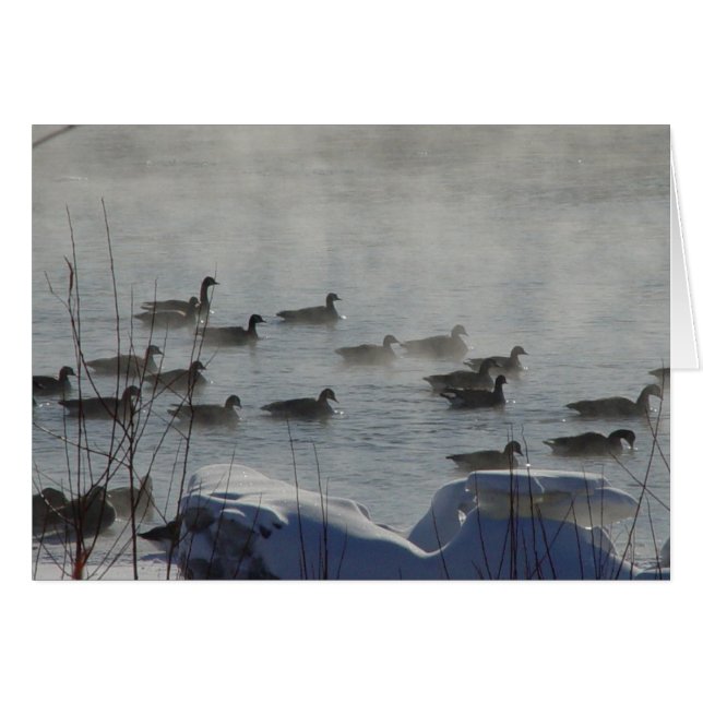 Gansos canadienses B49 en el río congelado (Anverso (Horizontal))