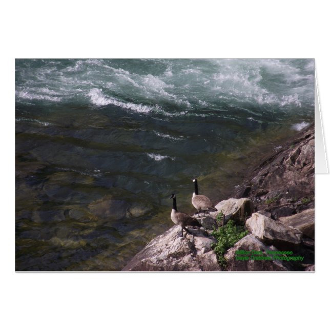 Gansos en el agua (Anverso (Horizontal))