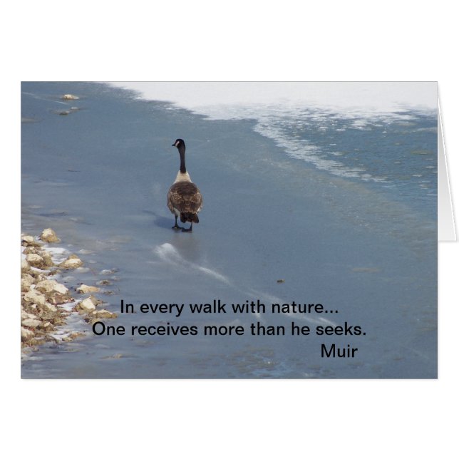 Gansos que caminan: Muir (Anverso (Horizontal))