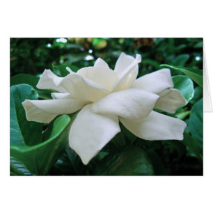 Gardenia