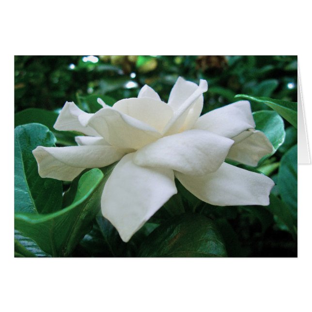 Gardenia (Anverso (Horizontal))