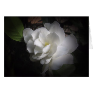 Gardenia