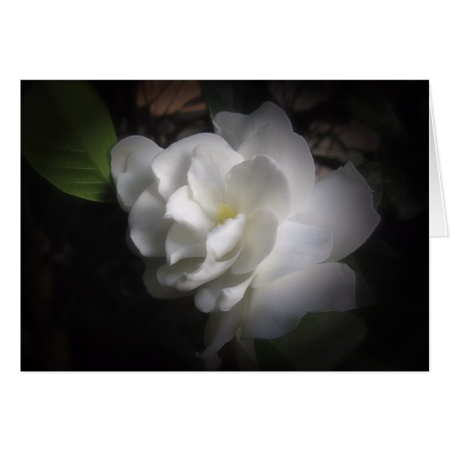 Gardenia (Anverso (Horizontal))