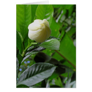 Gardenia de la selva