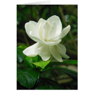 Gardenia hawaiana