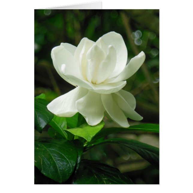 Gardenia hawaiana (Frente)