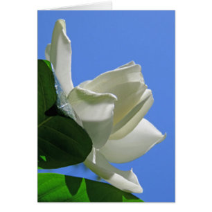 Gardenia hawaiano