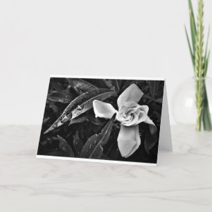 Gardenia - Noir, tarjeta