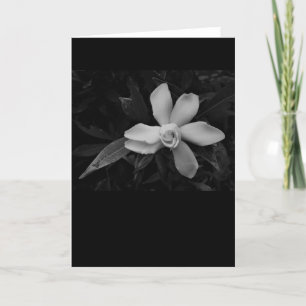 Gardenia - noir, tarjeta