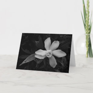 Gardenia - noir, tarjeta
