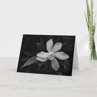 Gardenia - noir, tarjeta