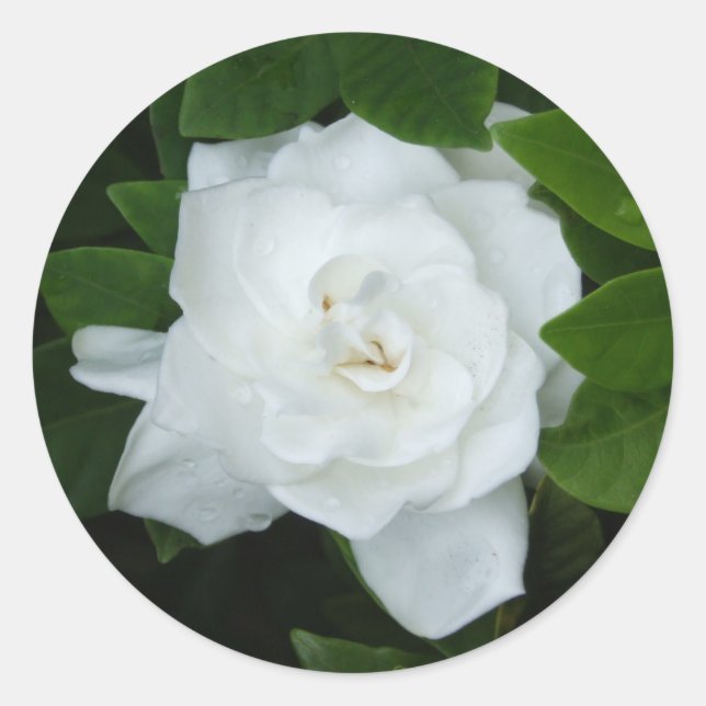 Gardenia Pegatina (Anverso)