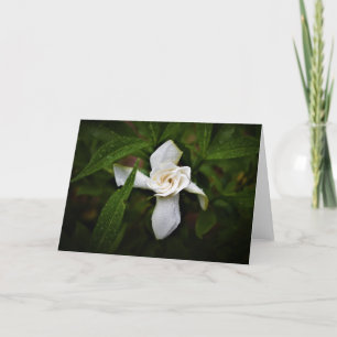 Gardenia, tarjeta