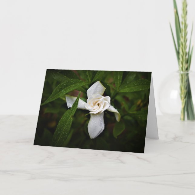 Gardenia, tarjeta (Anverso)