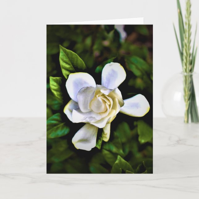 Gardenia, tarjeta (Anverso)