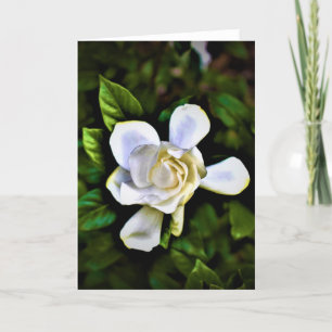 Gardenia, tarjeta