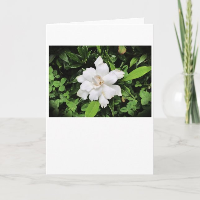 Gardenia, tarjeta (Anverso)
