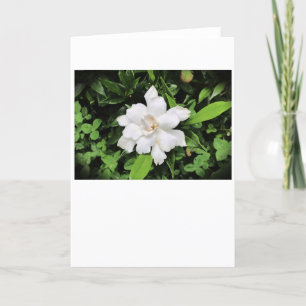 Gardenia, tarjeta