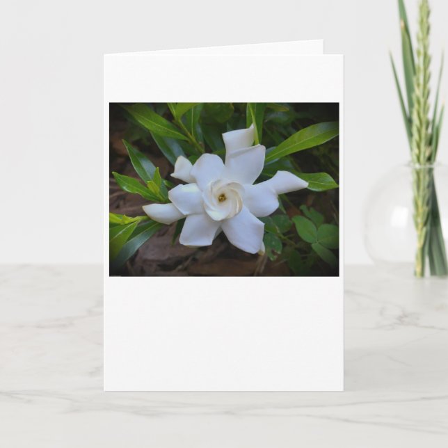 Gardenia, tarjeta (Anverso)