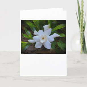 Gardenia, tarjeta