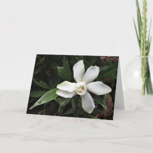 Gardenia, tarjeta