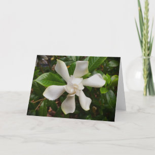 Gardenia, tarjeta
