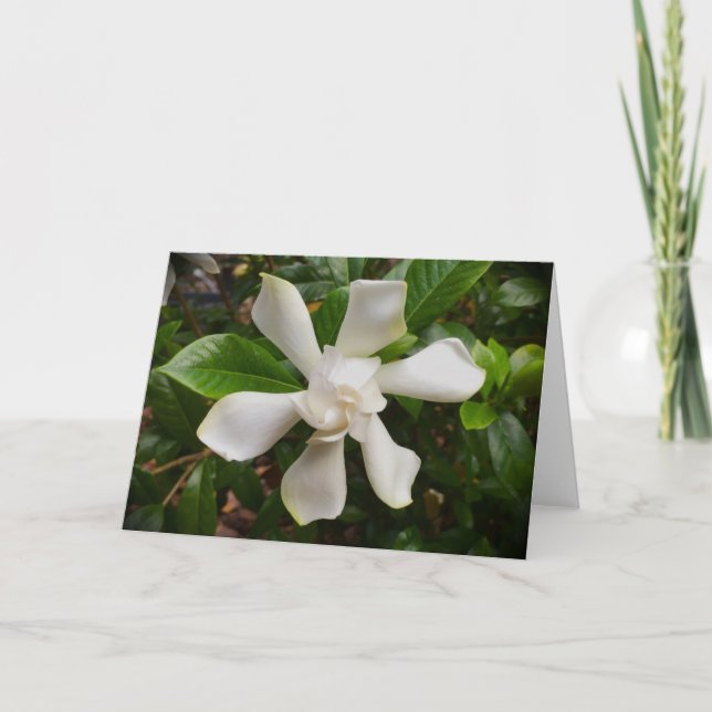 Gardenia, tarjeta (Anverso)