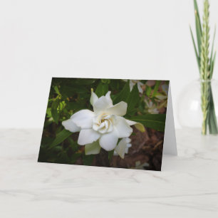 Gardenia, tarjeta