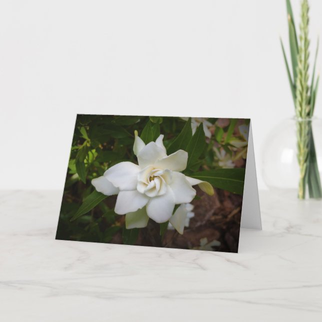 Gardenia, tarjeta (Anverso)